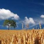 Fan of Good Old Wheat