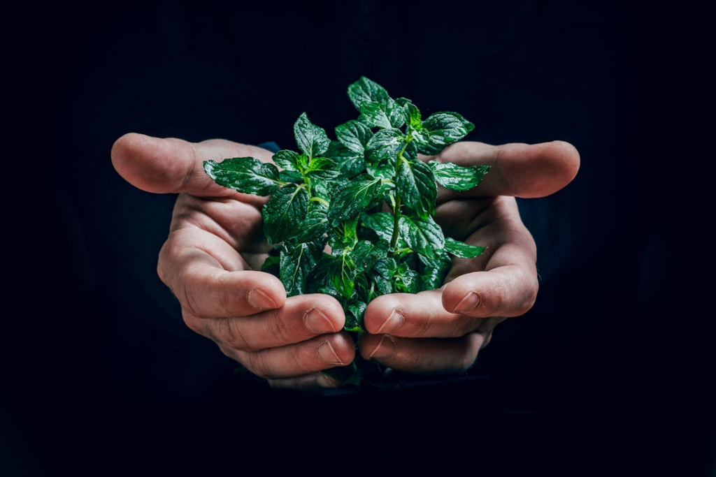 A man holding a bunch of peppermint leaves in his palms